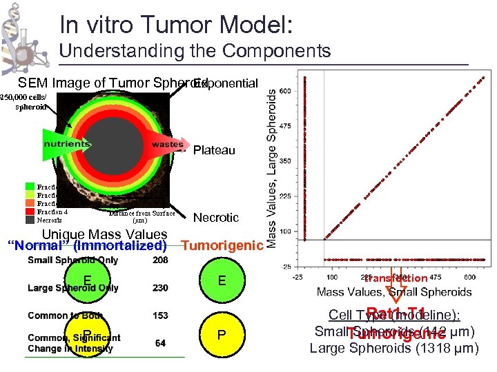 In vitro Tumor Model: Understanding the Components Exponential SEM Image of Tumor Spheroid ~250,