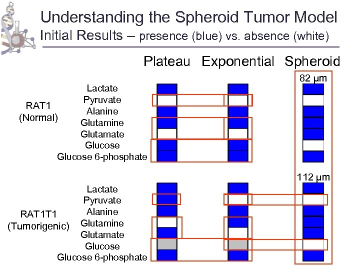 Understanding the Spheroid Tumor Model Initial Results – presence (blue) vs. absence (white) Plateau