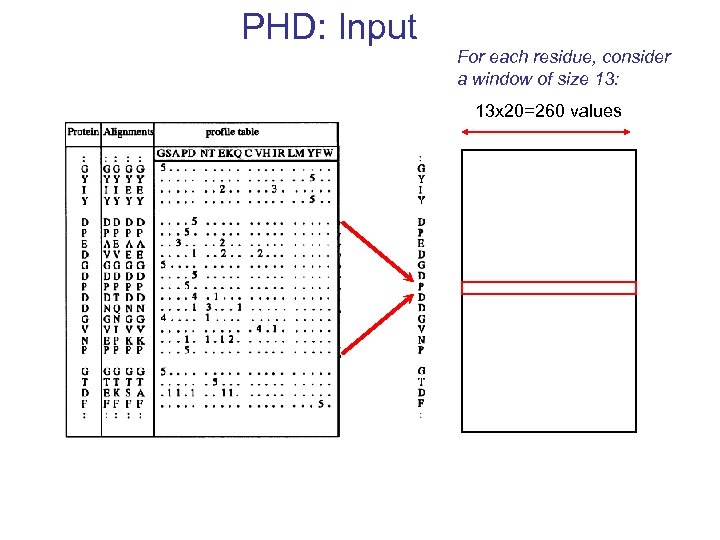 PHD: Input For each residue, consider a window of size 13: 13 x 20=260