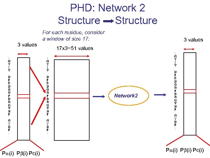 PHD: Network 2 Structure 3 values For each residue, consider a window of size
