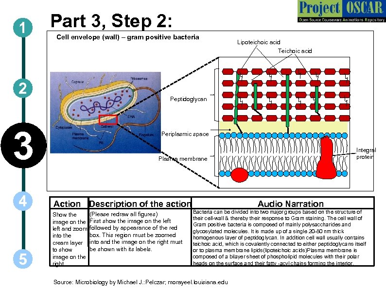 1 Part 3, Step 2: Cell envelope (wall) – gram positive bacteria 2 Lipoteichoic