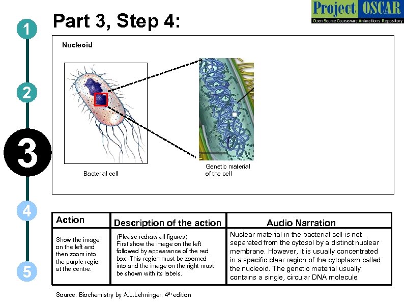 1 Part 3, Step 4: Nucleoid 2 3 4 5 Bacterial cell Action Show