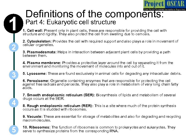 1 2 Definitions of the components: Part 4: Eukaryotic cell structure 1. Cell wall:
