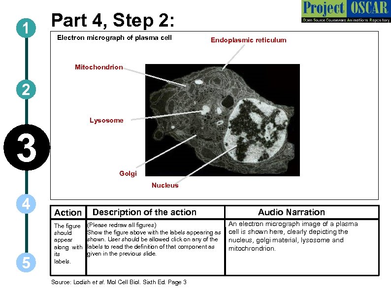 1 Part 4, Step 2: Electron micrograph of plasma cell Endoplasmic reticulum Mitochondrion 2