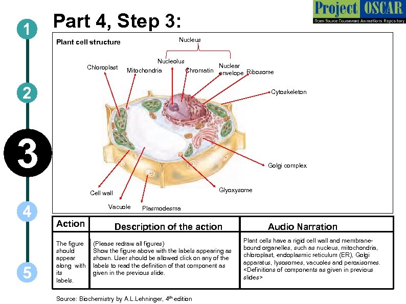 1 Part 4, Step 3: Nucleus Plant cell structure Chloroplast Nucleolus Mitochondria Nuclear Chromatin