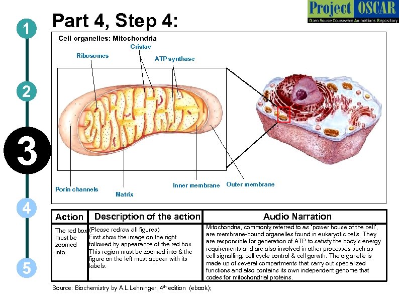 1 Part 4, Step 4: Cell organelles: Mitochondria Cristae Ribosomes ATP synthase 2 3