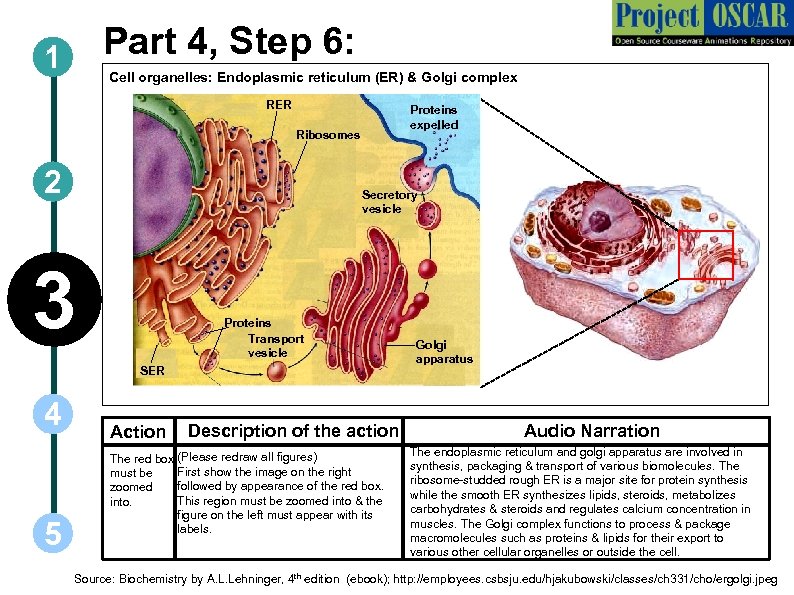 Part 4, Step 6: 1 Cell organelles: Endoplasmic reticulum (ER) & Golgi complex RER