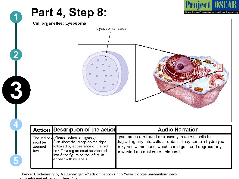 Part 4, Step 8: 1 Cell organelles: Lysosome Lysosomal sacs 2 3 4 5