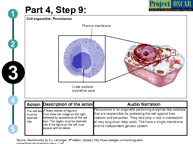 Part 4, Step 9: 1 Cell organelles: Peroxisome Plasma membrane 2 3 Urate oxidase