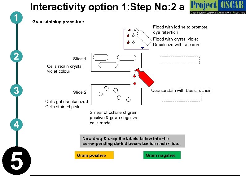 1 Interactivity option 1: Step No: 2 a Gram staining procedure Flood with iodine