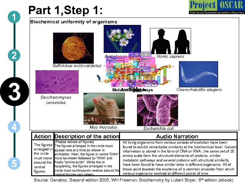 1 Part 1, Step 1: Biochemical uniformity of organisms 2 Homo sapiens Arabidopsis thalina