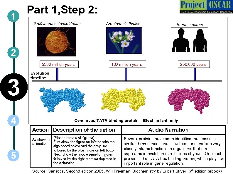 1 Part 1, Step 2: Sulfolobus acidocaldarius Arabidopsis thalina Homo sapiens 2 3500 million