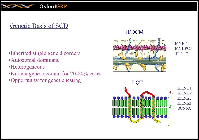 Genetic Basis of SCD • Inherited single gene disorders • Autosomal dominant • Heterogeneous