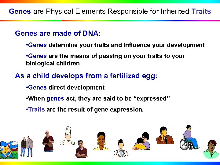 Genes are Physical Elements Responsible for Inherited Traits Genes are made of DNA: •