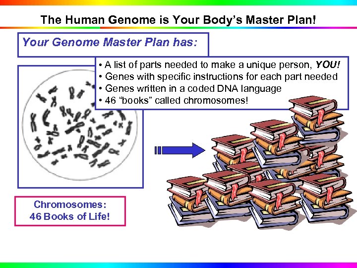 The Human Genome is Your Body’s Master Plan! Your Genome Master Plan has: •