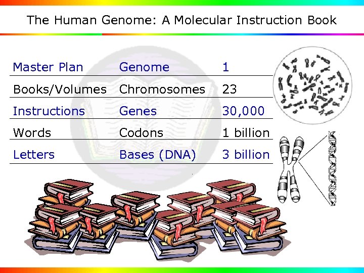 The Human Genome: A Molecular Instruction Book Master Plan Genome 1 Books/Volumes Chromosomes 23