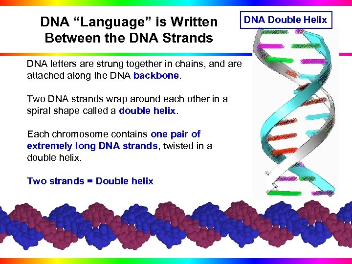 DNA “Language” is Written Between the DNA Strands DNA Double Helix DNA letters are