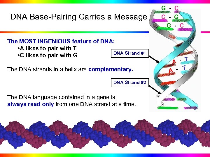 DNA Base-Pairing Carries a Message The MOST INGENIOUS feature of DNA: • A likes