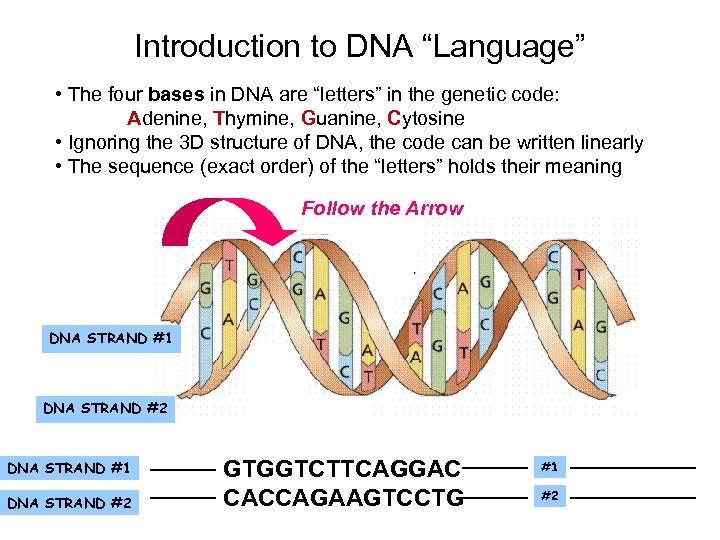 Introduction to DNA “Language” • The four bases in DNA are “letters” in the