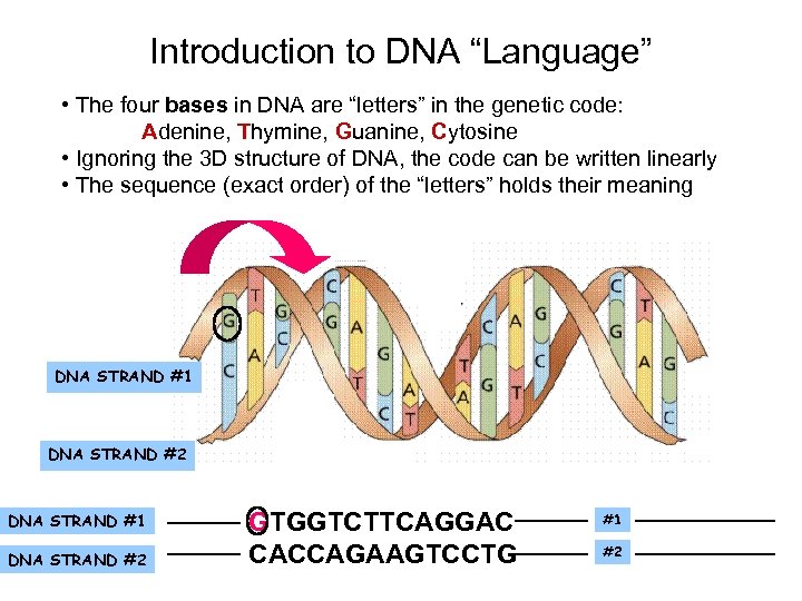 Introduction to DNA “Language” • The four bases in DNA are “letters” in the