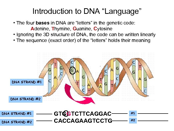 Introduction to DNA “Language” • The four bases in DNA are “letters” in the