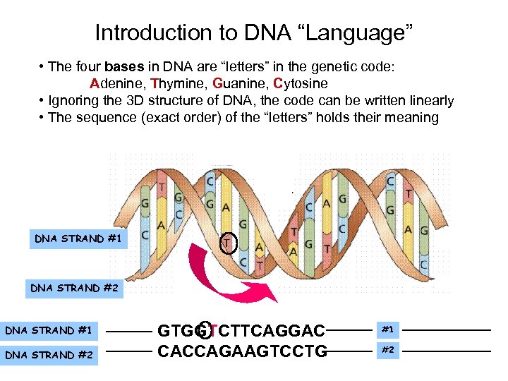 Introduction to DNA “Language” • The four bases in DNA are “letters” in the