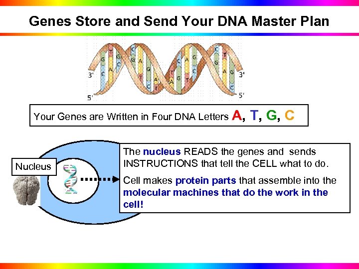 Genes Store and Send Your DNA Master Plan Your Genes are Written in Four