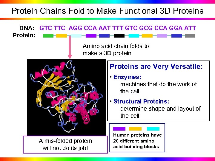 Protein Chains Fold to Make Functional 3 D Proteins DNA: GTC TTC AGG CCA