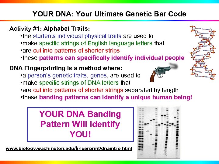 YOUR DNA: Your Ultimate Genetic Bar Code Activity #1: Alphabet Traits: • the students