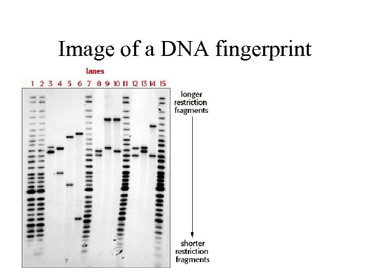 Image of a DNA fingerprint 