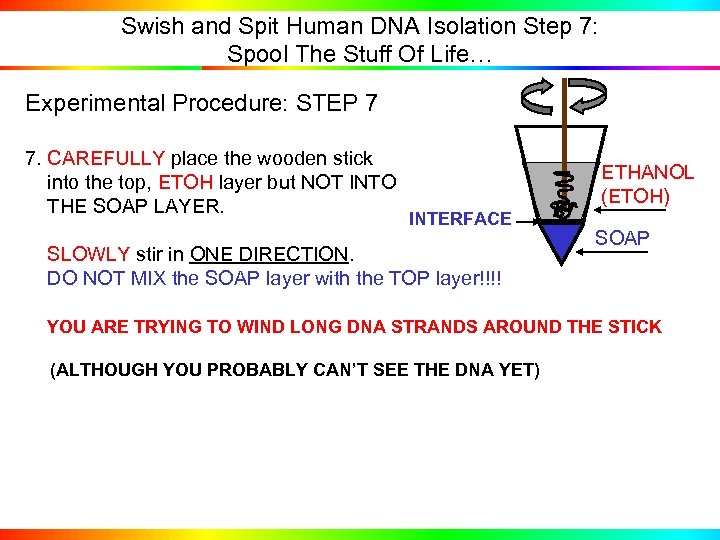 Swish and Spit Human DNA Isolation Step 7: Spool The Stuff Of Life… Experimental