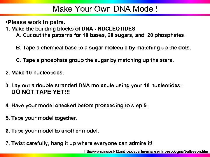 Make Your Own DNA Model! • Please work in pairs. 1. Make the building