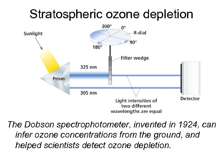 Stratospheric ozone depletion The Dobson spectrophotometer, invented in 1924, can infer ozone concentrations from