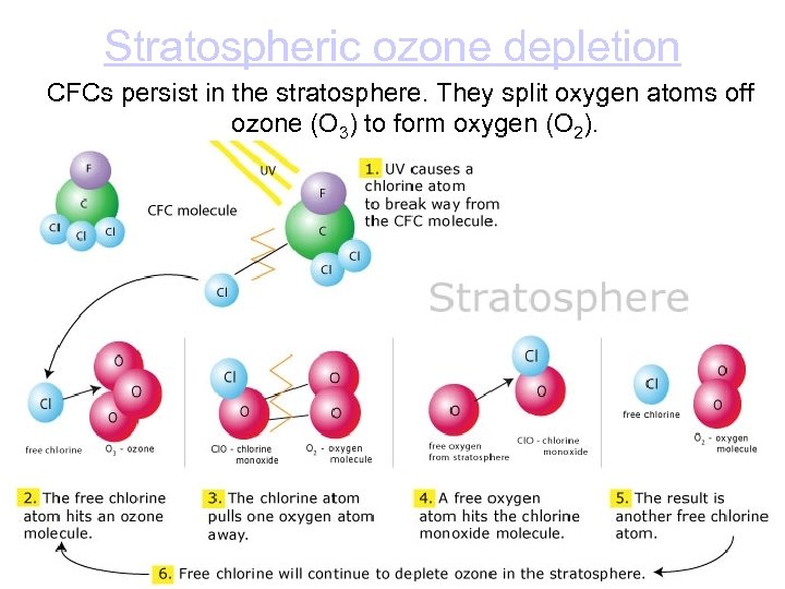 Stratospheric ozone depletion CFCs persist in the stratosphere. They split oxygen atoms off ozone