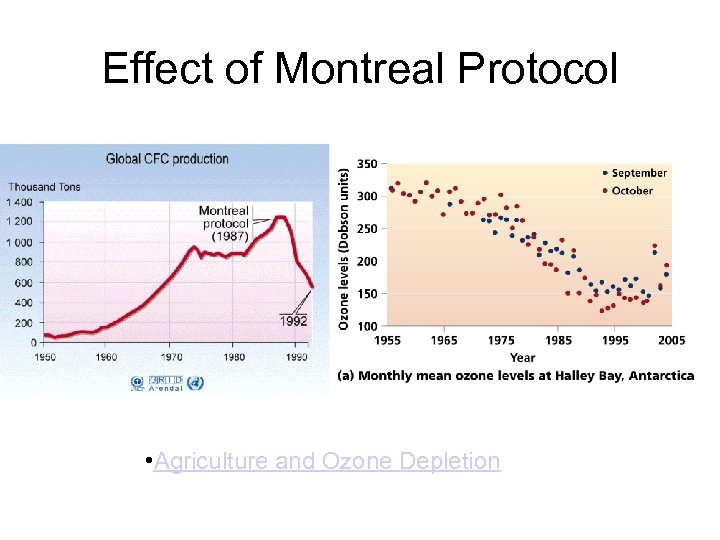 Effect of Montreal Protocol • Agriculture and Ozone Depletion 