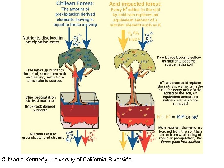 © Martin Kennedy, University of California-Riverside. 