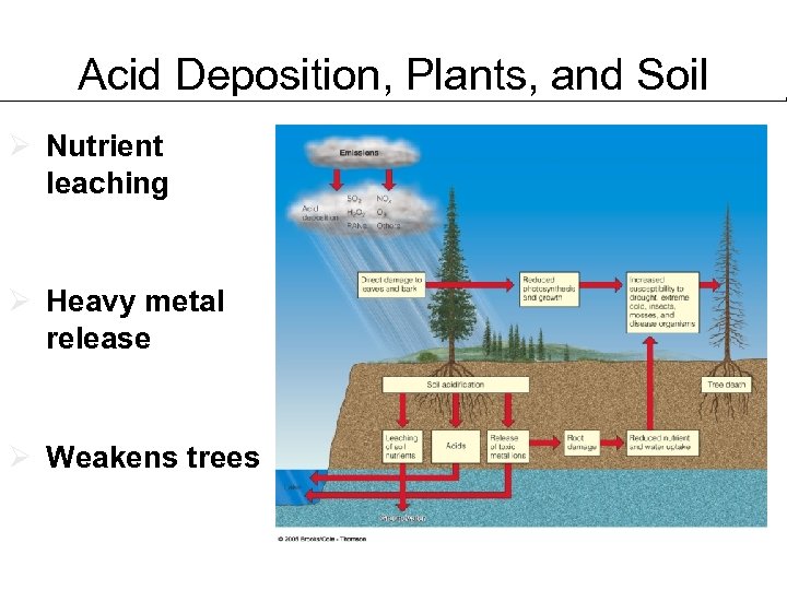 Acid Deposition, Plants, and Soil Nutrient leaching Heavy metal release Weakens trees Fig. 20