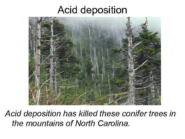 Acid deposition has killed these conifer trees in the mountains of North Carolina. 