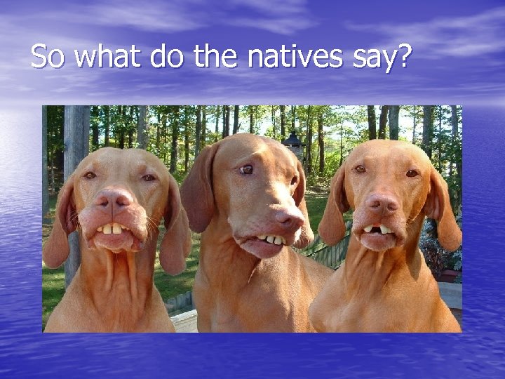 So what do the natives say? 