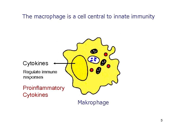 The macrophage is a cell central to innate immunity Cytokines Regulate immune responses Proinflammatory