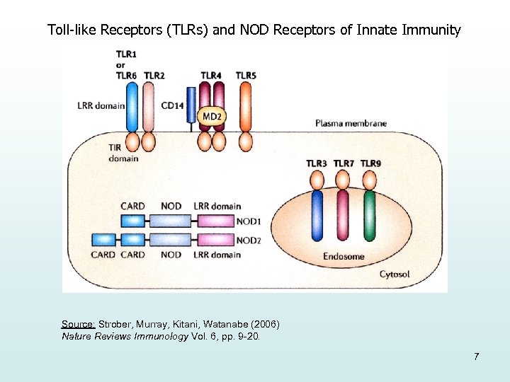 Toll-like Receptors (TLRs) and NOD Receptors of Innate Immunity Source: Strober, Murray, Kitani, Watanabe