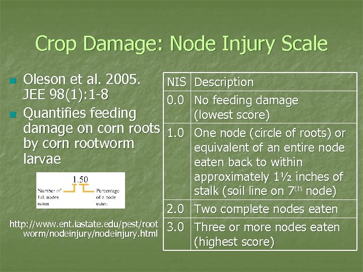 Crop Damage: Node Injury Scale n n Oleson et al. 2005. JEE 98(1): 1