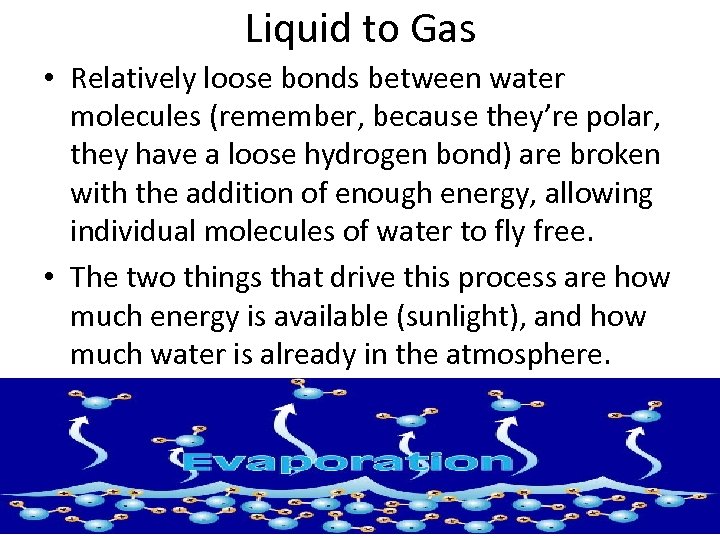 Liquid to Gas • Relatively loose bonds between water molecules (remember, because they’re polar,