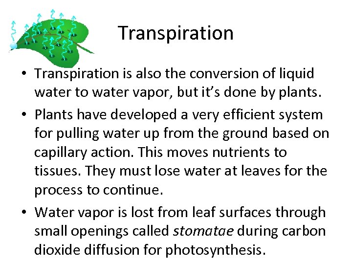 Transpiration • Transpiration is also the conversion of liquid water to water vapor, but