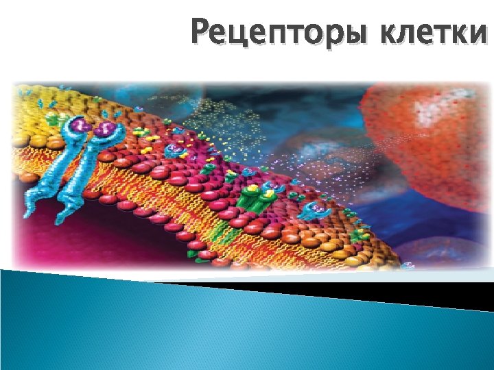 Рецепторы клетки 