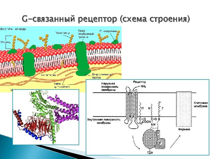 G-связанный рецептор (схема строения) 
