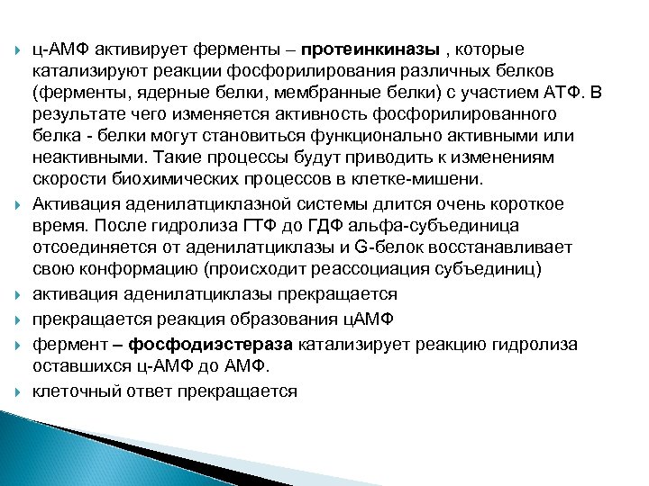  ц-АМФ активирует ферменты – протеинкиназы , которые катализируют реакции фосфорилирования различных белков (ферменты,