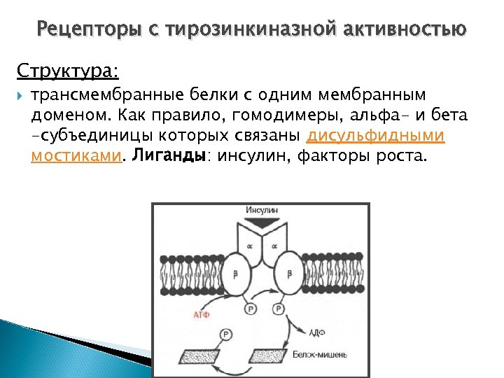 Рецепторы с тирозинкиназной активностью Структура: трансмембранные белки с одним мембранным доменом. Как правило, гомодимеры,