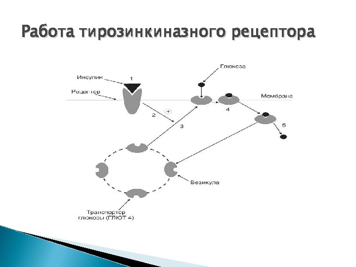 Работа тирозинкиназного рецептора 