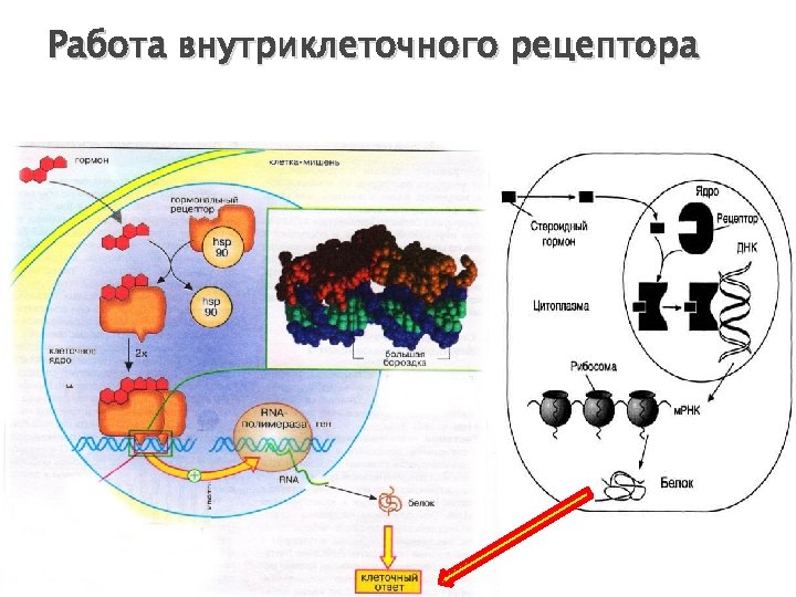 Работа внутриклеточного рецептора 